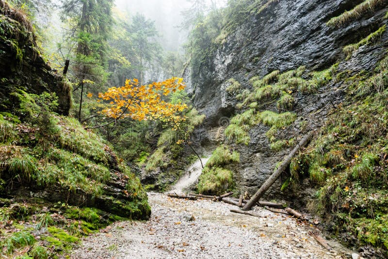 Turistická stezka v lese