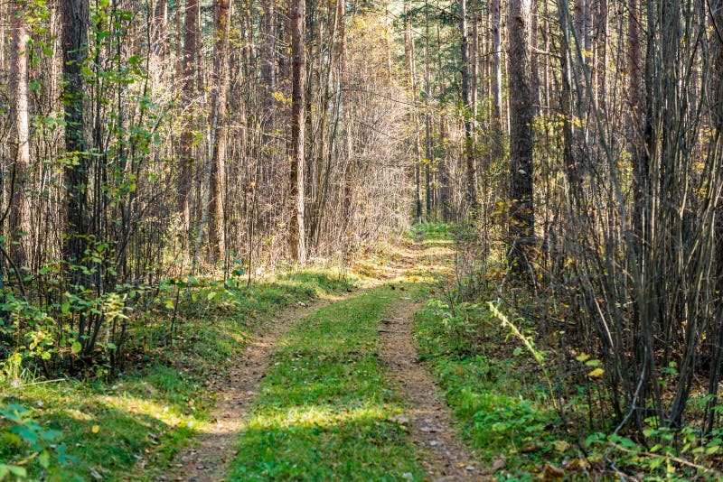 Tourist trail in woods