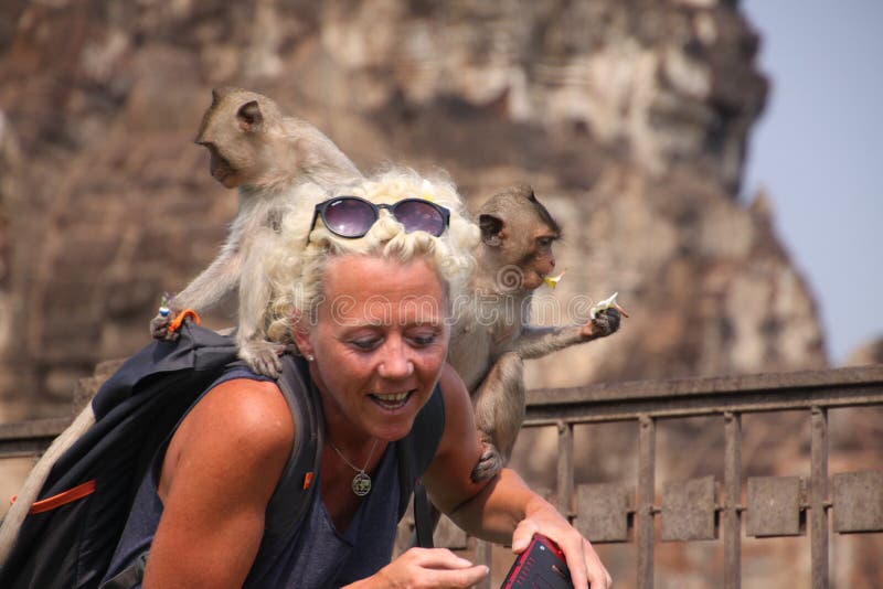 LOPBURI, THAILAND - JANUARY 9 2019: Tourist Woman attacked by monkeys stealing her sunglasses royalty free stock images LOPBURI, THAILAND - JANUARY 9 2019: Tourist Woman attacked by monkeys stealing her sunglasses royalty free stock images