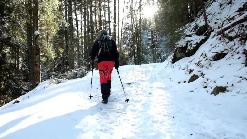 Touriste trimardant dans la belle forêt d'hiver banque de vidéos