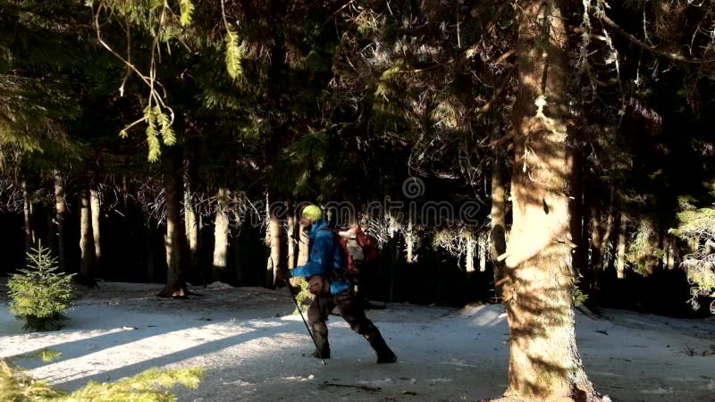 Touriste trimardant dans la belle forêt d'hiver clips vidéos