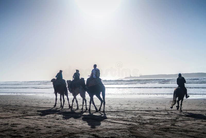 Touristen auf Kamel fahren auf Tageszeit, während der Sommer, an Küste Essaouira-Strand, Marokko, Nord-Afrika