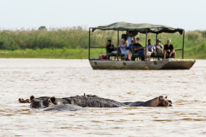 Touristen, die Flusspferde aufpassen
