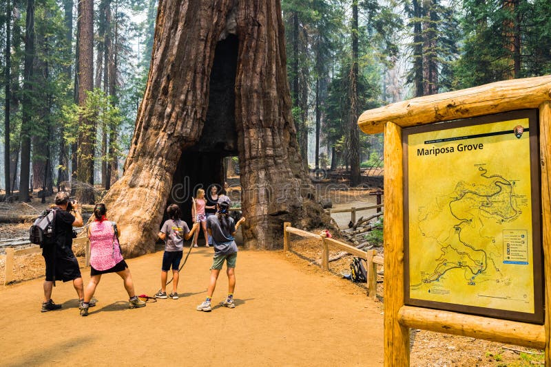 Touristen, die Fotos mit dem Baum des Tunnel-riesigen Mammutbaums in Mariposa Grove machen stockbilder Touristen, die Fotos mit dem Baum des Tunnel-riesigen Mammutbaums in Mariposa Grove machen stockbilder
