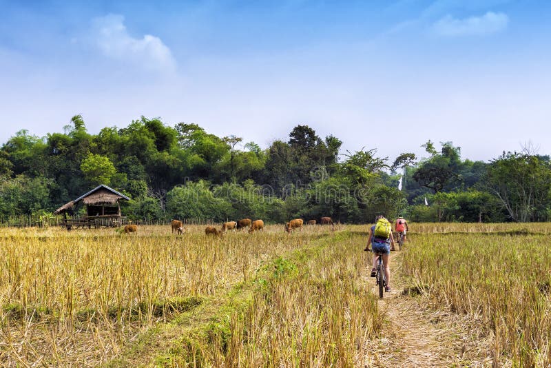 Touristen, die in Vang Vieng, Laos radfahren