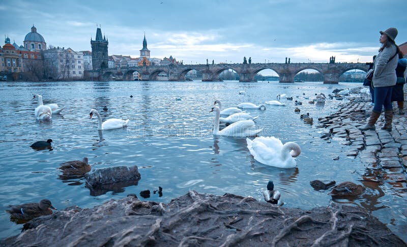 Touristes alimentant des cygnes près de Charles Bridge photographie stock Touristes alimentant des cygnes près de Charles Bridge photographie stock