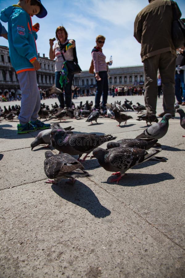Touristes alimentant des pigeons sur la place de St Mark