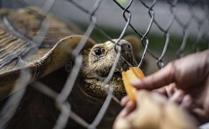 Touristes alimentant des tortues géantes avec des carottes dans une ferme de moutons à pattaya