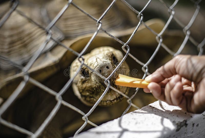 Touristes alimentant des tortues géantes avec des carottes dans une ferme de moutons à pattaya