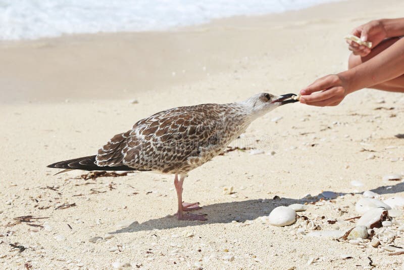Touristes alimentant les mouettes à une plage grecque