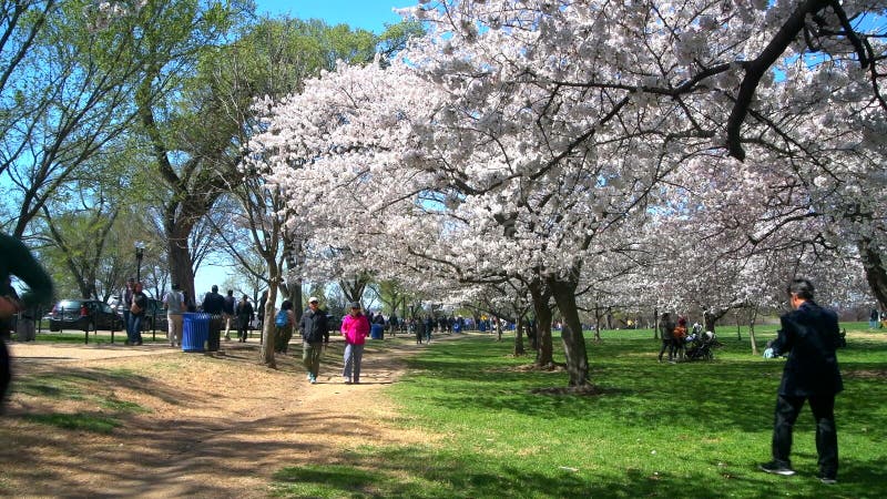 Touristes au Festival Cherry Blossom à Washington DC. clips vidéos