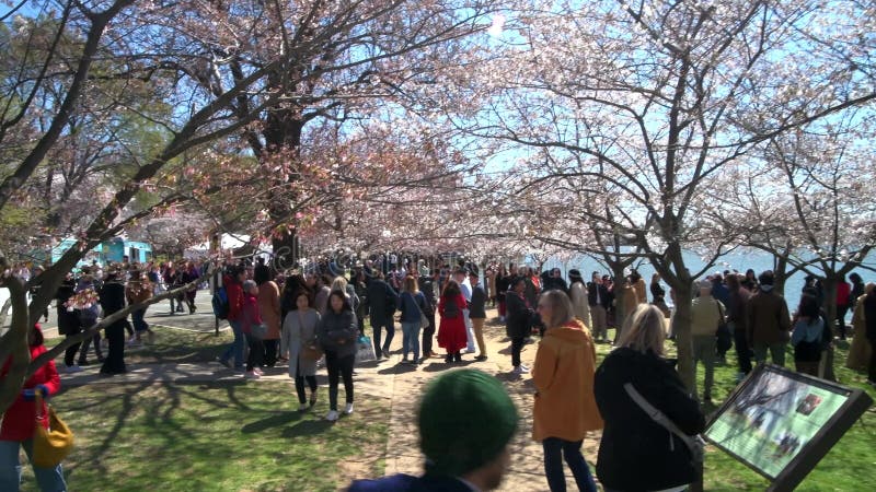 Touristes au Festival Cherry Blossom à Washington DC. clips vidéos