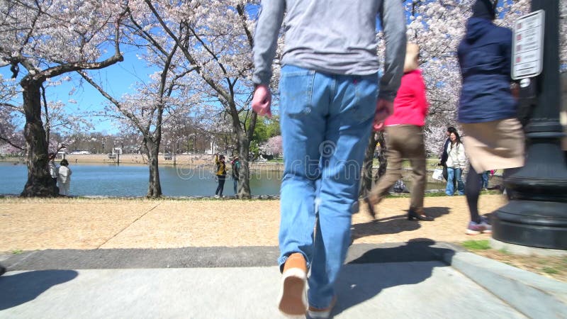 Touristes au Festival Cherry Blossom à Washington DC. clips vidéos
