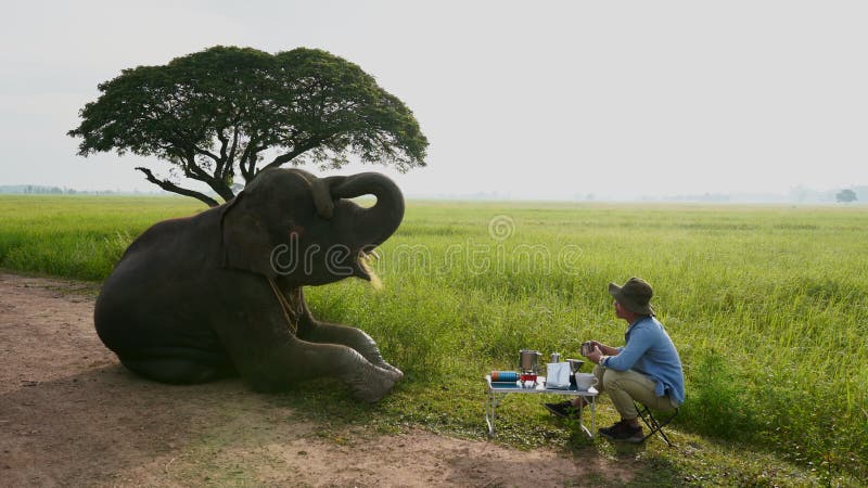 Touristes de la Thaïlande blogueur appréciant avec le temps d'éléphant et de café le matin au champ de riz vert clips vidéos