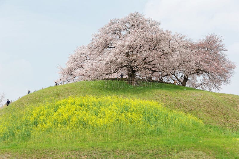 Tourists climbing up a hill of beautiful cherry tree blossoms and green grassy meadows ! Spring scenery of idyllic Japanese countryside during sakura season in Saitama, Japan