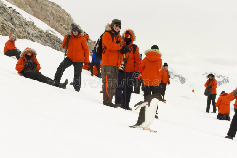 Tourists and gentoo penguin stock photography