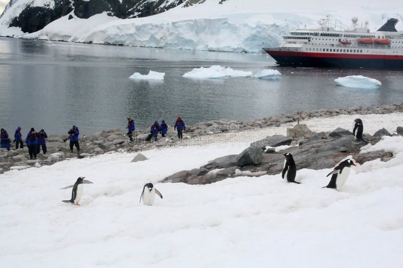 Tourists photographing penguin stock image Tourists photographing penguin stock image