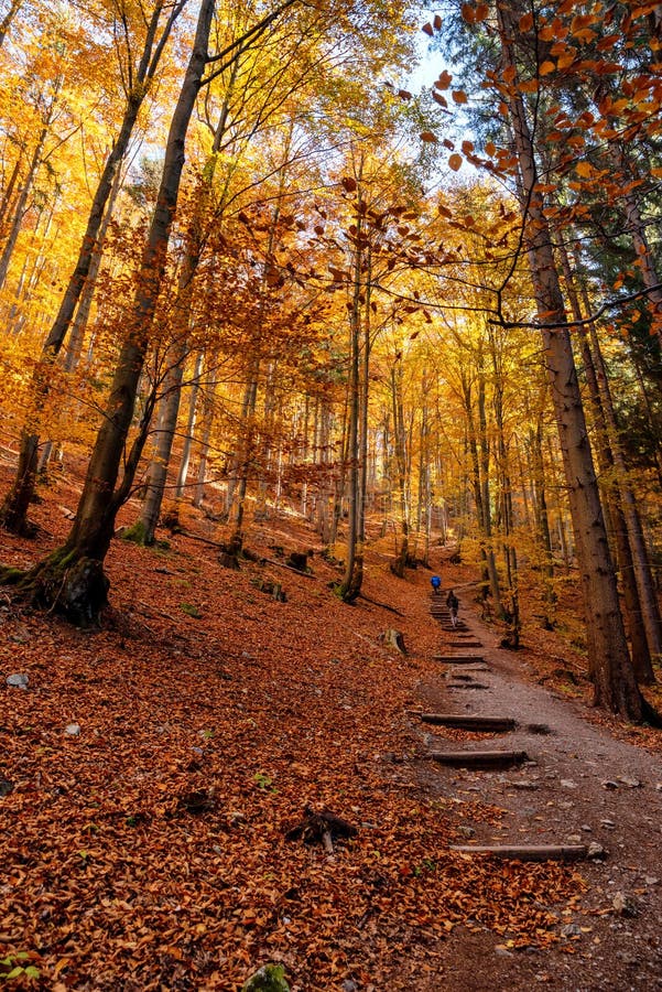 Tourists walking through autumn forest with colorful trees
