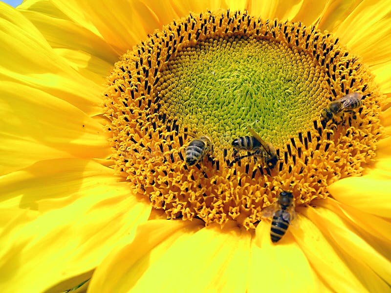 Tournesol images stock Tournesol images stock