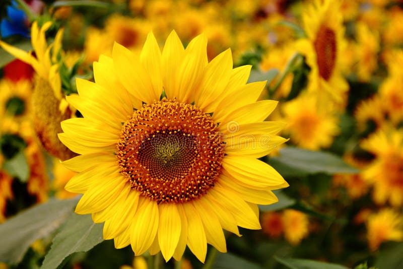 Sunflower in full bloom in field of sunflowers. Sunflower in full bloom in field of sunflowers