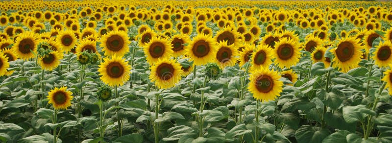 Tournesol image libre de droits Tournesol image libre de droits