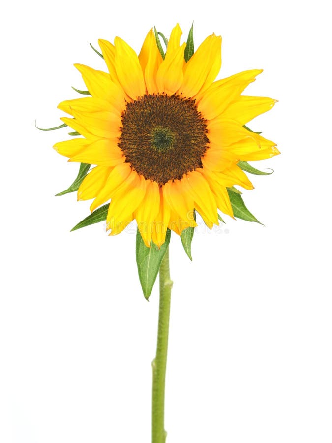 Tournesol image libre de droits