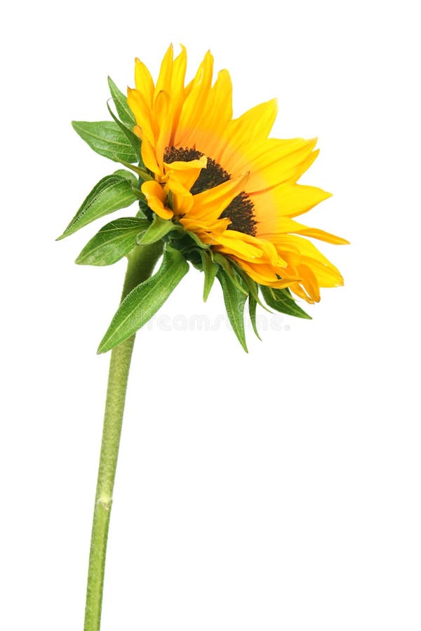 Tournesol photos libres de droits
