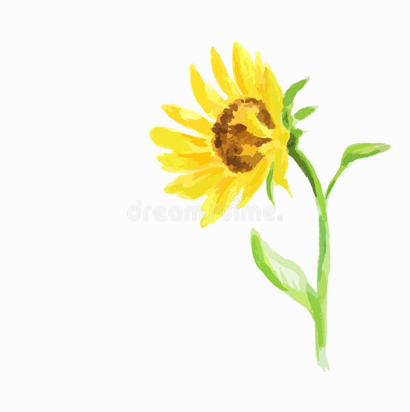 Tournesol d'aquarelle illustration de vecteur Tournesol d'aquarelle illustration de vecteur