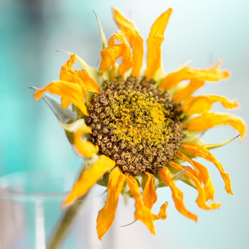 Tournesol d'or couvert dans le pollen photo libre de droits Tournesol d'or couvert dans le pollen photo libre de droits
