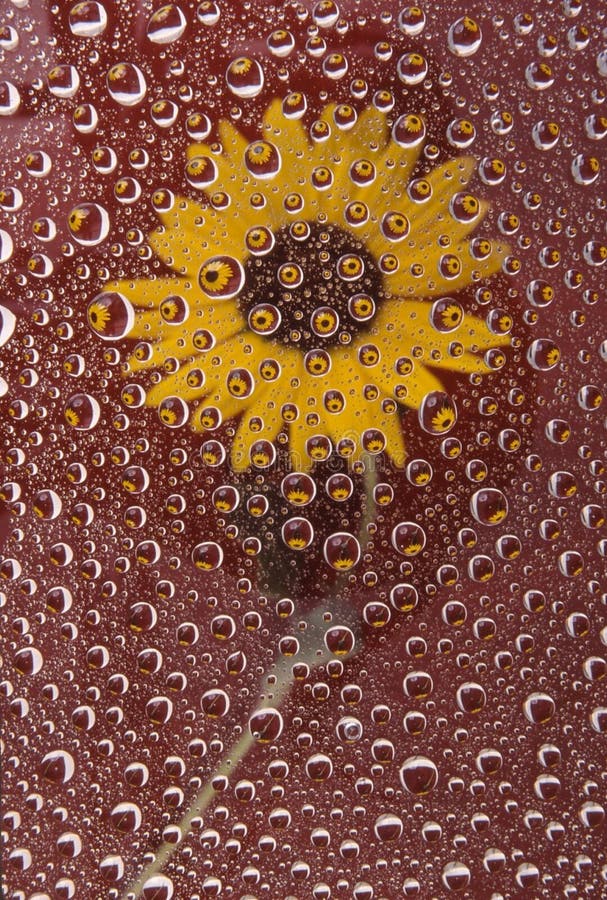 Sunflower in water drops on red background. Sunflower in water drops on red background