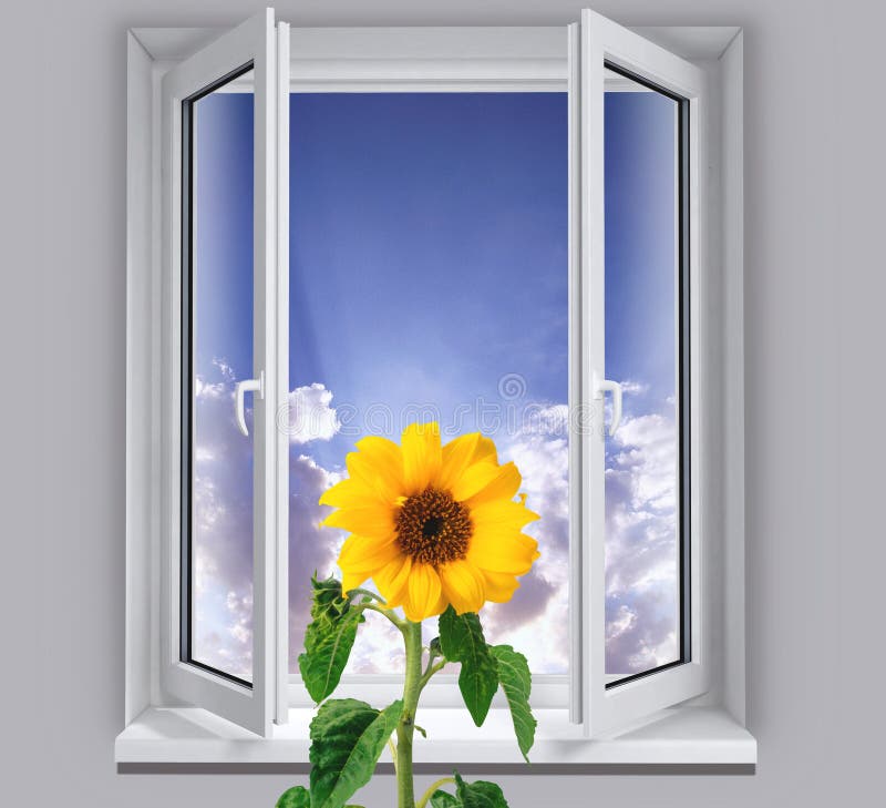 Tournesol dans la fenêtre image stock Tournesol dans la fenêtre image stock