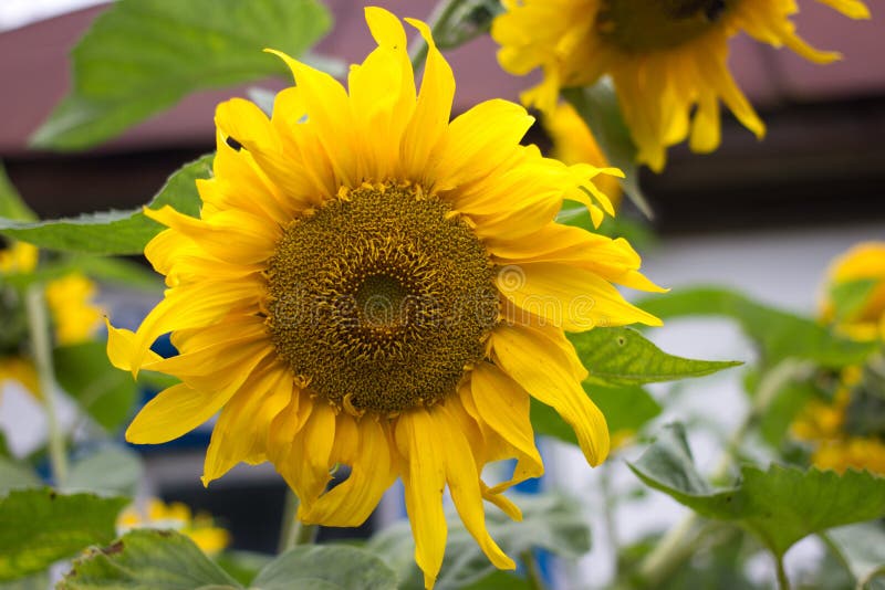 Tournesol Dans Le Jardin Fleur Jaune, Couleur Lumineuse De Campagne,  Ukraine Image stock - Image du horizontal, fond: 77897427