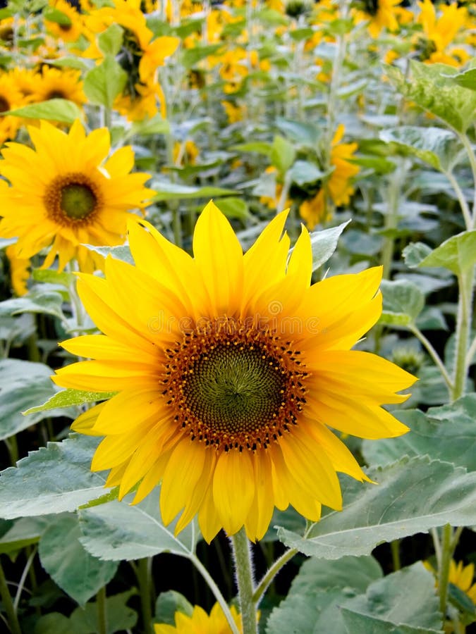 Tournesol dans un domaine photos libres de droits Tournesol dans un domaine photos libres de droits