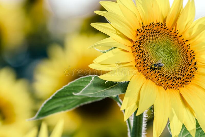 Tournesol et abeille image stock Tournesol et abeille image stock