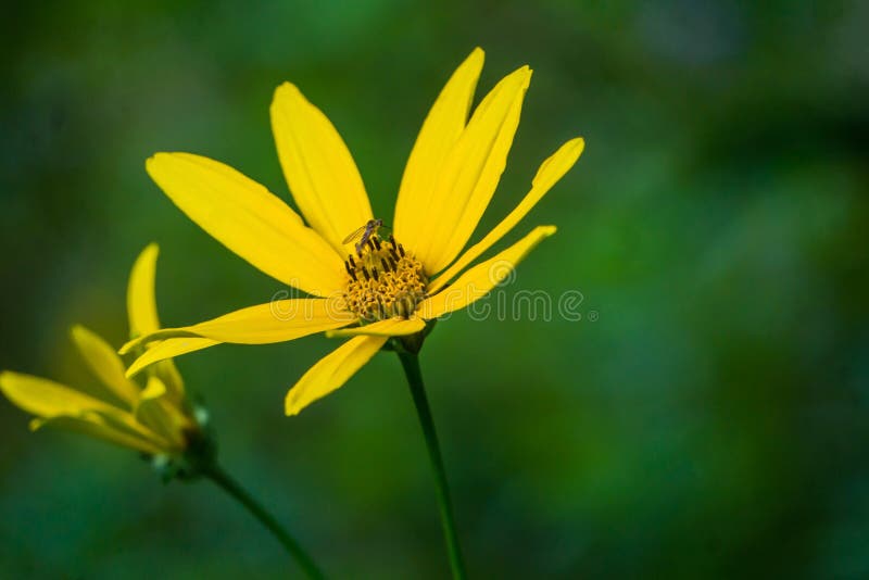 Tournesol et insecte abstraits de région boisée de vue photos libres de droits Tournesol et insecte abstraits de région boisée de vue photos libres de droits