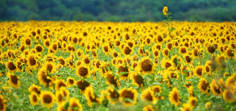 Tournesol exceptionnel photos stock Tournesol exceptionnel photos stock