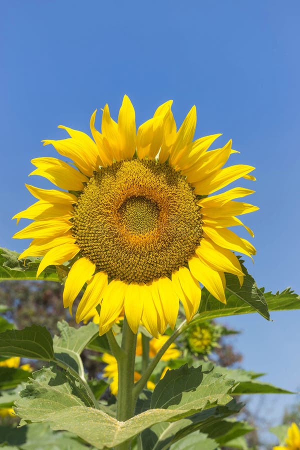 Tournesol fleurissant sur le champ dans le jour ensoleillé image libre de droits Tournesol fleurissant sur le champ dans le jour ensoleillé image libre de droits