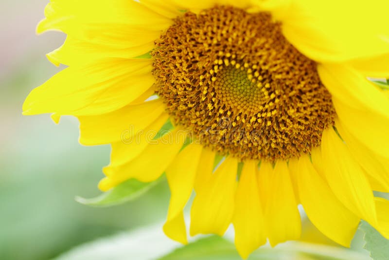 Tournesol, fond jaune mou de fleur image libre de droits Tournesol, fond jaune mou de fleur image libre de droits