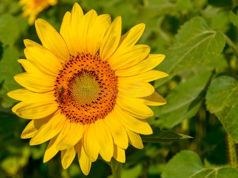 Tournesol jaune, abeille de miel sur un fond vert et espace de copie photo libre de droits Tournesol jaune, abeille de miel sur un fond vert et espace de copie photo libre de droits