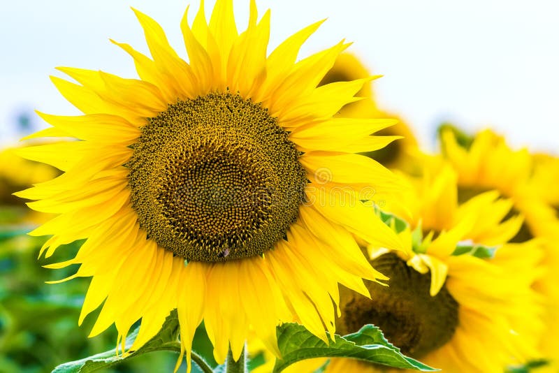 Tournesol jaune en plan rapproché de champ images libres de droits Tournesol jaune en plan rapproché de champ images libres de droits