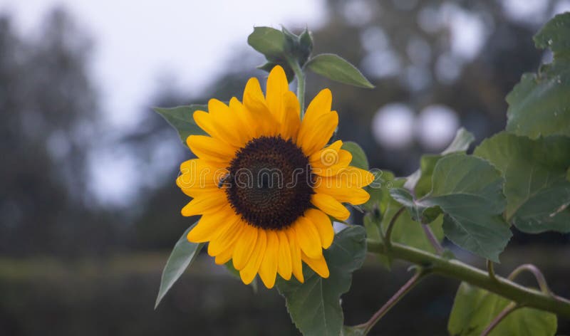 Tournesol jaune, helianthus dans un pré Fermez-vous vers le haut de la vue, fond de nature de tache floue image libre de droits Tournesol jaune, helianthus dans un pré Fermez-vous vers le haut de la vue, fond de nature de tache floue image libre de droits