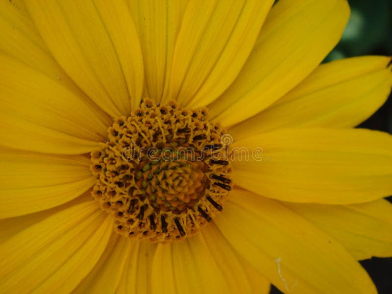 Tournesol maxican de macro tir, fond jaune de fleur images stock Tournesol maxican de macro tir, fond jaune de fleur images stock