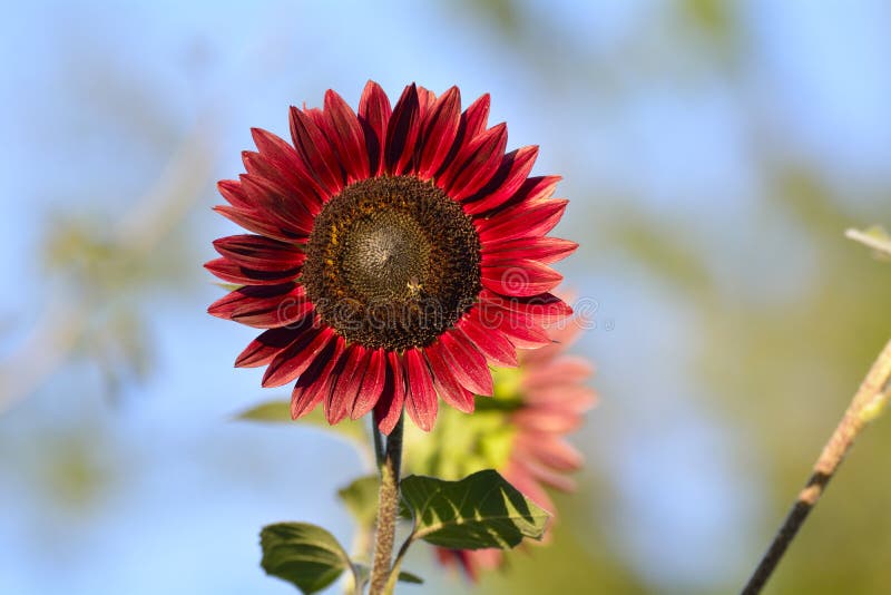 Tournesol rouge lumineux photos stock Tournesol rouge lumineux photos stock