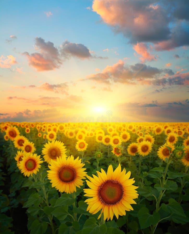 Tournesols photographie stock Tournesols photographie stock