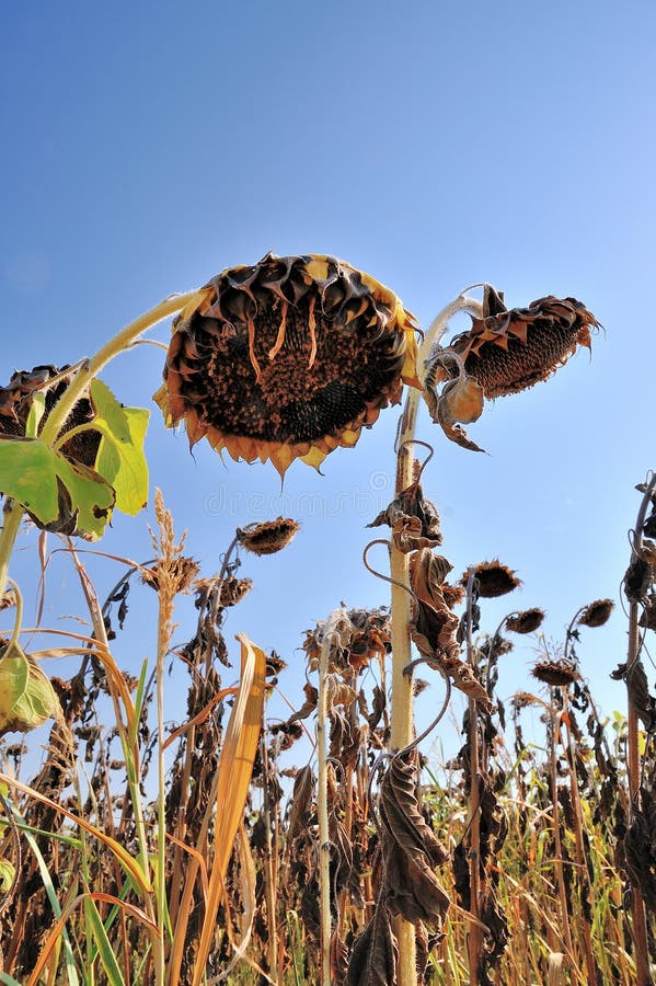 Tournesols brûlés à la sécheresse photo libre de droits Tournesols brûlés à la sécheresse photo libre de droits