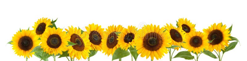 Beautiful Sunflowers isolated on white background, autumn. Beautiful Sunflowers isolated on white background, autumn