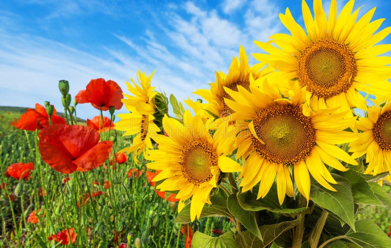 Tournesols et pavots photo libre de droits Tournesols et pavots photo libre de droits