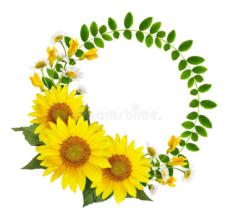 Tournesols, marguerites et fleurs d'acacia et feuilles de vert dans un rou image stock Tournesols, marguerites et fleurs d'acacia et feuilles de vert dans un rou image stock