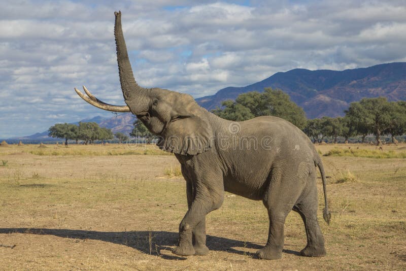 Touro do elefante africano (africana do Loxodonta) que levanta acima do tronco imagens de stock Touro do elefante africano (africana do Loxodonta) que levanta acima do tronco imagens de stock