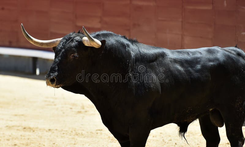 Pudim Preto Espanhol Ou Salsicha De Sangue Com Rosmaninho No Garfo